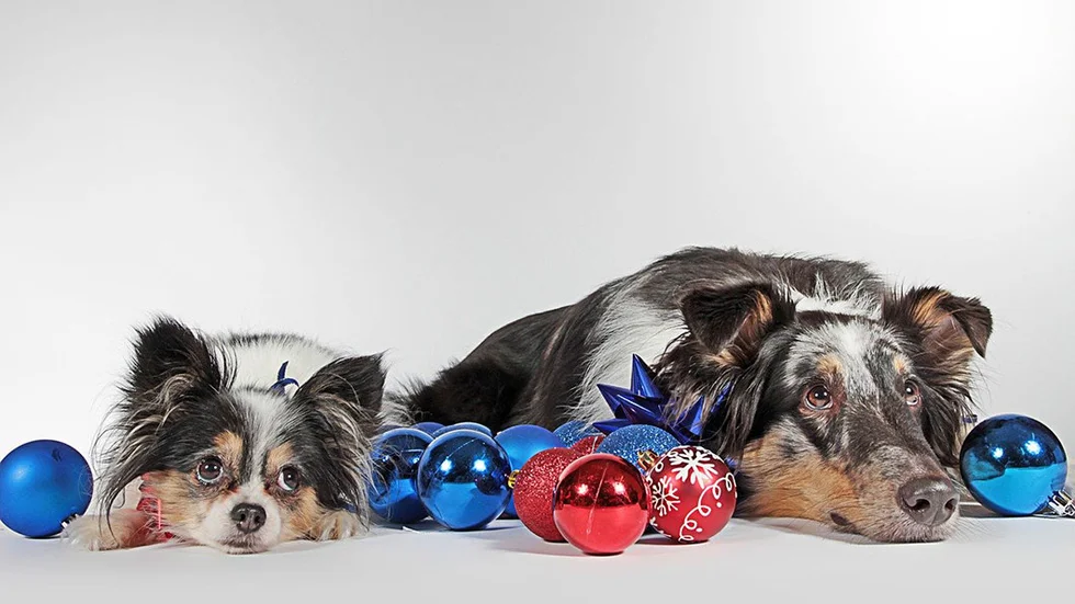 Se upp med de dolda farorna under julfirandet.
