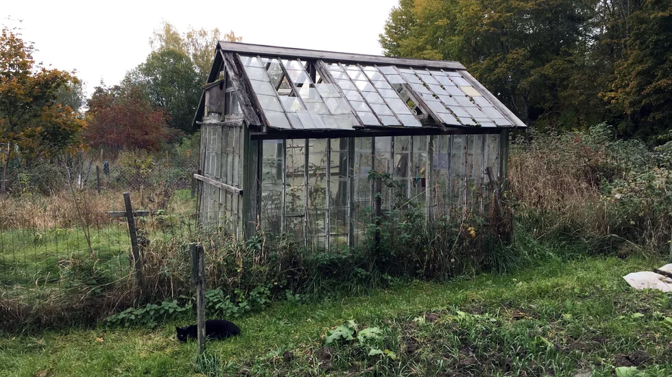 Permanenta växthus på odlingslotter måste nu bort, enligt kommunens nya regler. Däremot tillåts tillfälliga växthus.