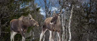 Tre älgar påträffade med sjukdomen CWD