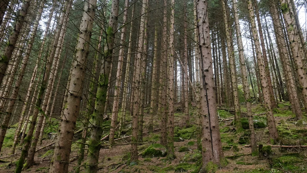 Skogsstyrelsen är medveten om problemen med insekten som orsakar mycket skada i granskogen, skriver Kerstin Ström.