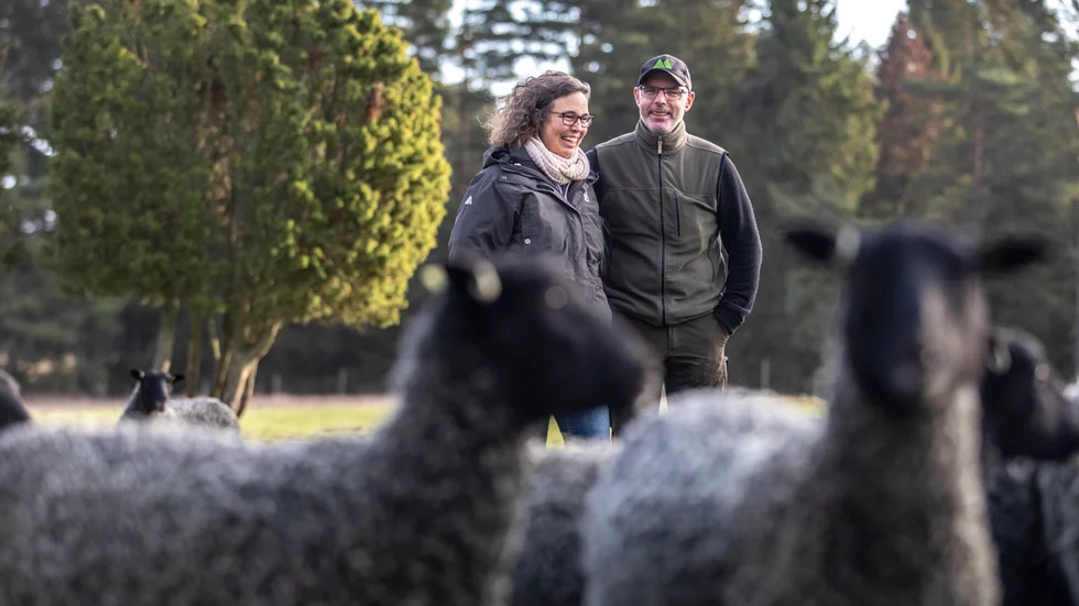 Gammelgarns landskap hålls öppna av de tusentals lamm om betar här. Monika Nilsson och Björn Eriksson på Rommunds har prisats för att ha Gotlands finaste lammskinn.