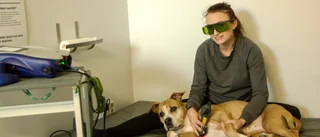 Johanna ger hundarna bra vibrationer 