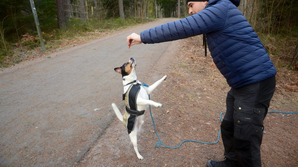 På de längre morgonpromenaderna när Andreas har fria förmiddagar så finns det även tid för lek med Casper.