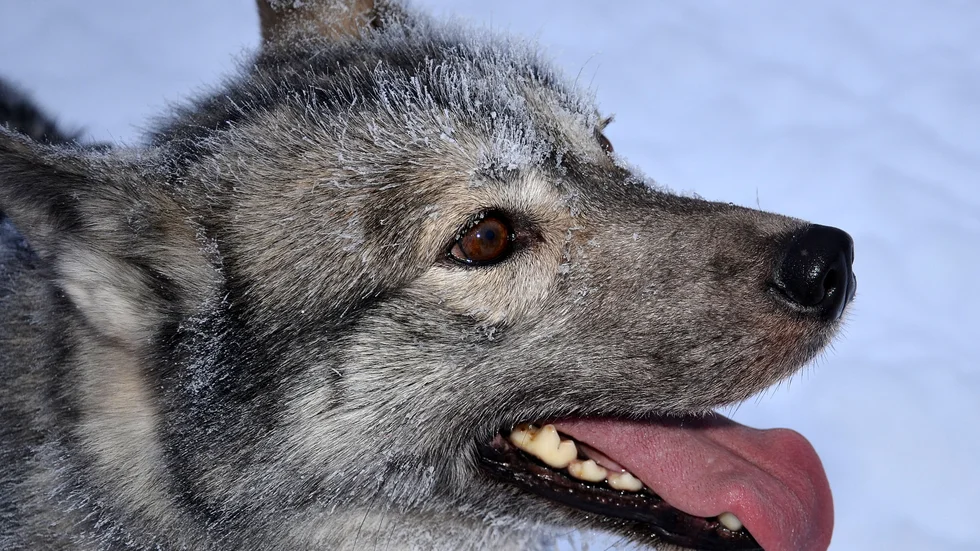 En siberian husky, hunden på bilden har inte med artikeln att göra.