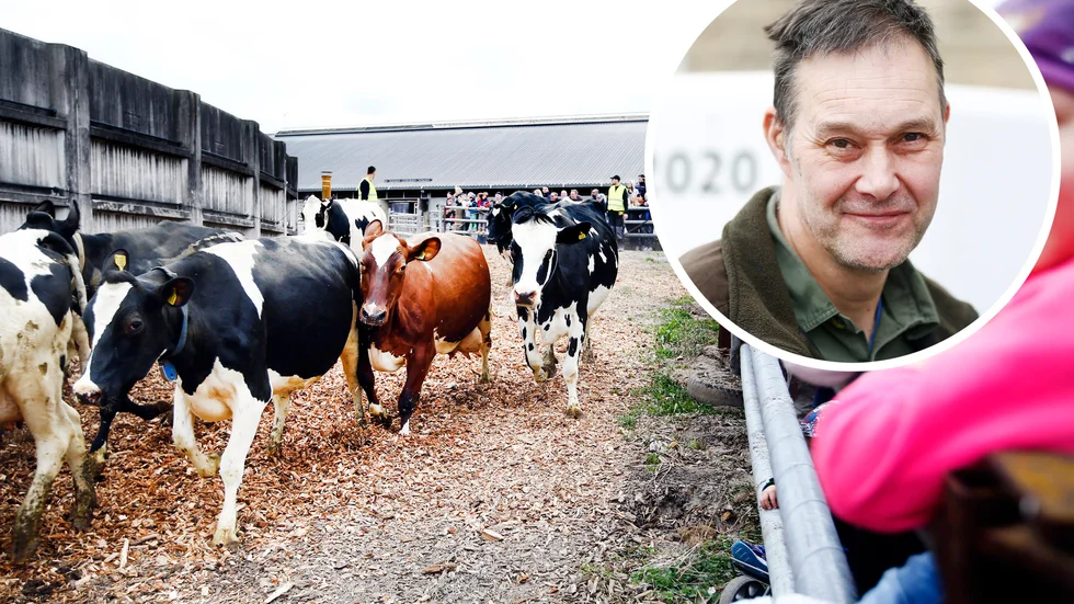 "Korna ska ju självklart släppas ut i alla fall så det blir som vanligt för oss, fast utan besökare då. Men korna vet inte om någonting än", säger Ulf Winblad och skrattar.