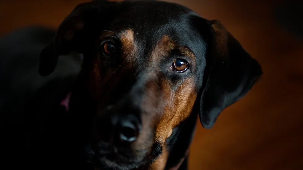 Insändarskribenten menar att dom flesta hundägare känner och tar sitt ansvar som hundägare och uppfostrar sin hund, men en liten del gör inte det.