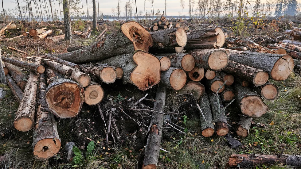 En markägare i Östhammars kommun döms till 10 000 kronor i företagsböter för att ha gallrat eller avverkat skog i en nyckelbiotop.