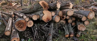 Fällde värdefull skog – får böta