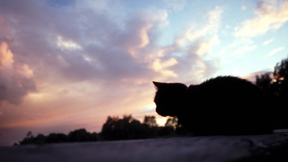 Katten utsattes för lidande, enligt åklagaren. Nu har en 64-årig man åtalats för djurplågeri.