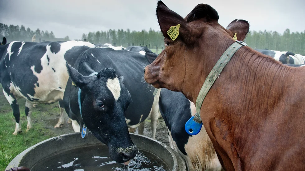 Köttskatt och ett bidrag till lantbrukare som ställer om sin produktion skulle hjälpa till att rädda planeten, menar skribenten. (Arkivbild)