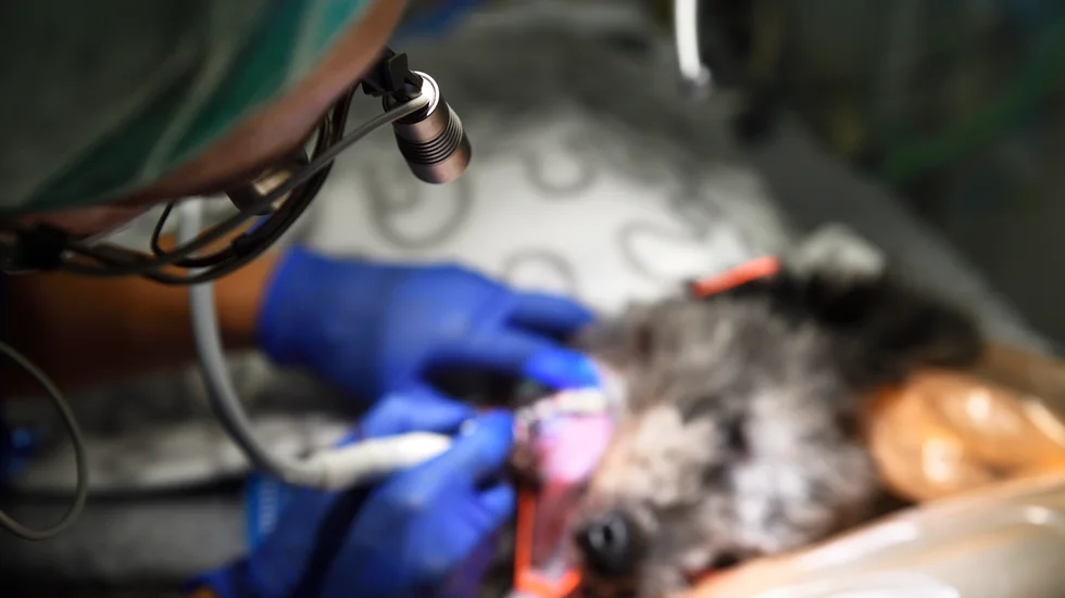 Initiativtagarna till Robin Hoods djursjukhus vill utmana veterinärjättarna med ett medlemsägt alternativ med priser som sägs bli upp till 75 procent lägre än normalt, för de som är med från början. Bilden är från ett annat sammanhang.