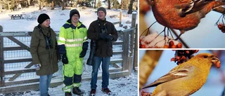 Hungrig raritet har invaderat hundparken