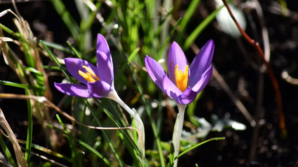 Februarisol i krokusrabatten.



 

 
