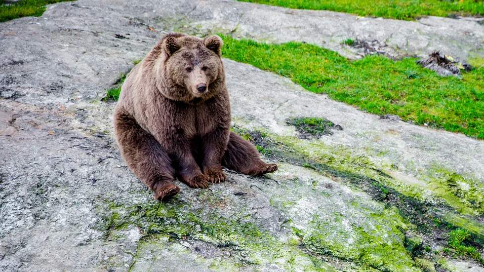 Björnen kan i framtiden etablera sig i Sörmland. Frågan är bara om människan kommer att tillåta att så sker med tanke på att länet är tätbefolkat. Tiden får utvisa svaret på frågan.