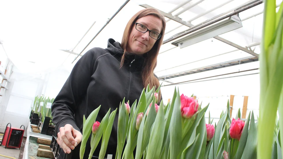 Linda Öhrvall säger att de flesta sorter är populära. "Det finns otroligt många sorter, väldigt många", säger hon.