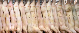 Filterbubblan gömde verkligheten om grisarna