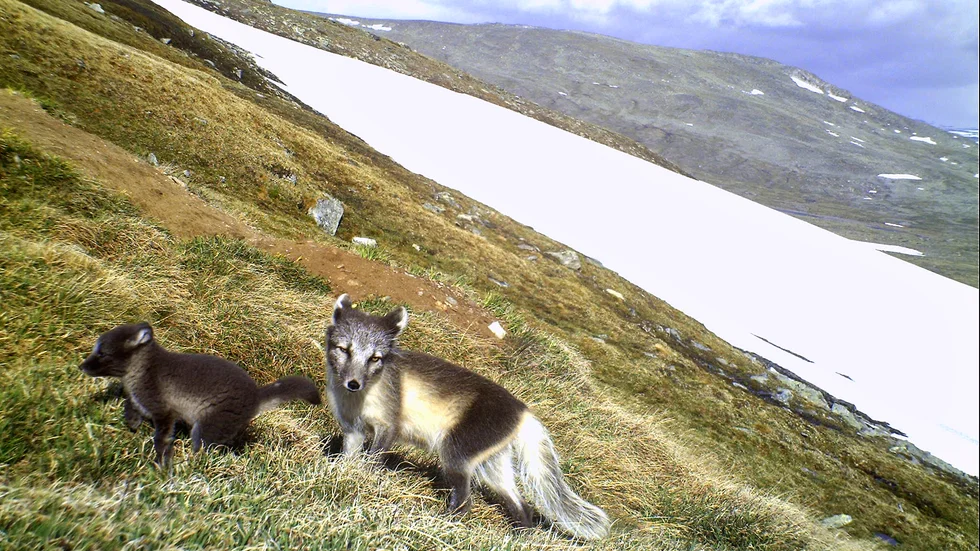 Antalet fjällrävar ökar. I år har 72 valpkullar fötts. Det är en av november månads goda nyheter i listan nedan.