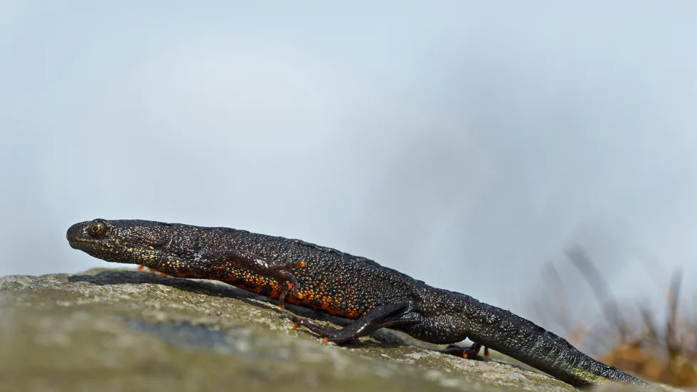 Större vattensalamander kan bli drygt 15 cm lång. Under parningstiden lever den i vatten. Annars lever den ett undanskymt liv på land under stenar eller stockar, enligt Nationalencyklopedin.