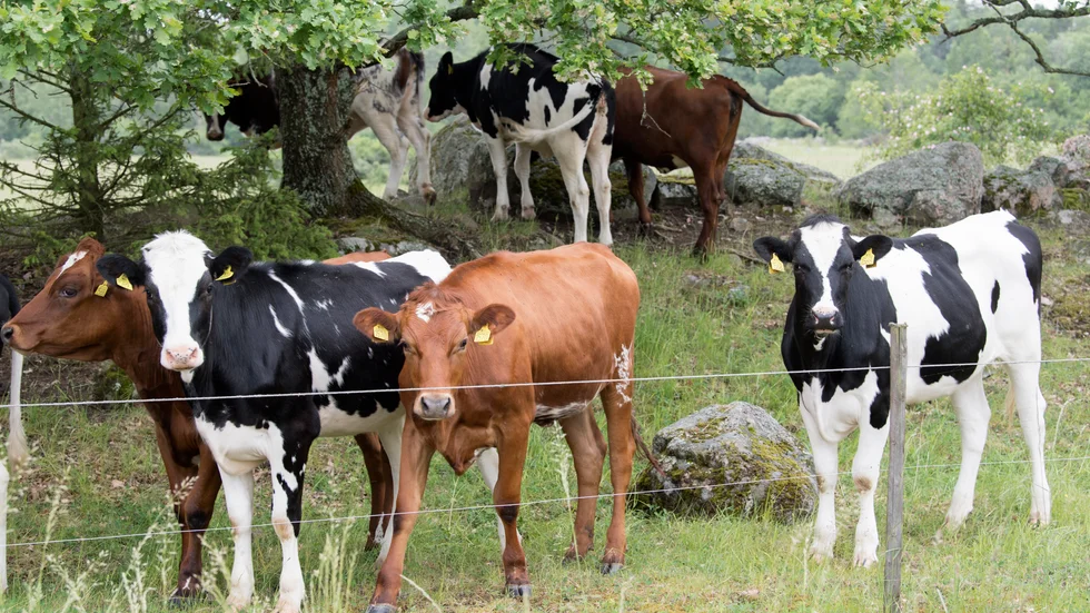 Vi behöver djur som betar för att bevara den biologiska mångfalden i vår natur, även om de kanske också släpper ut växthusgaser.