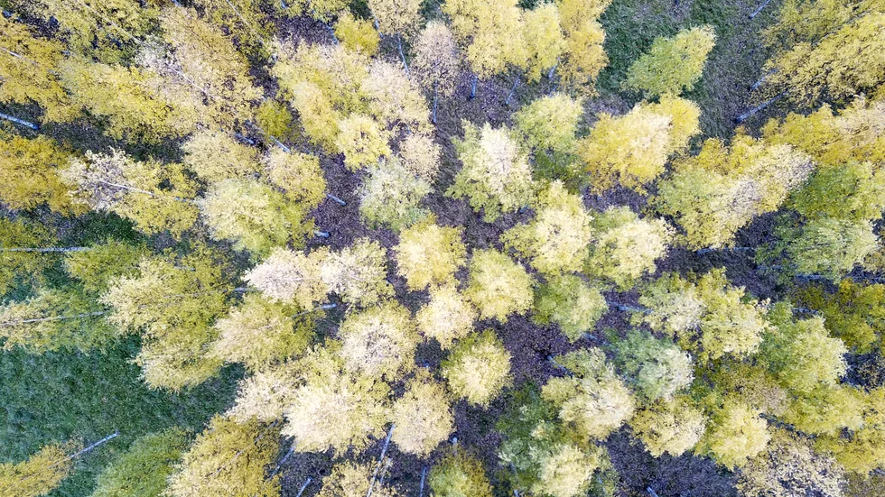 Insändarskribenten tycker att alla skolledare ska  se välvilligt på elevernas klimatdemonstration på fredag.