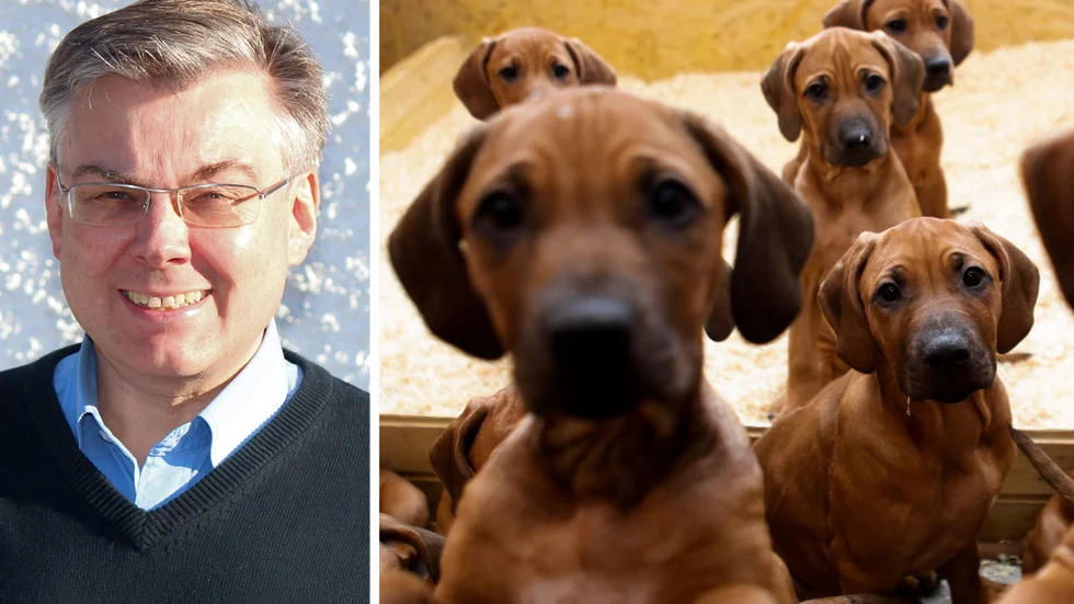 "Hundsmugglingen är ofta är kopplad till andra former av smuggling, till exempel med vapen och narkotika", säger Johan Beck-Friis, generalsekreterare på Svenska djurskyddsföreningen.