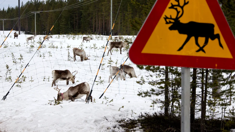 Tre renpåkörningar inträffade under nyårsdagens morgon. (Arkivbild)