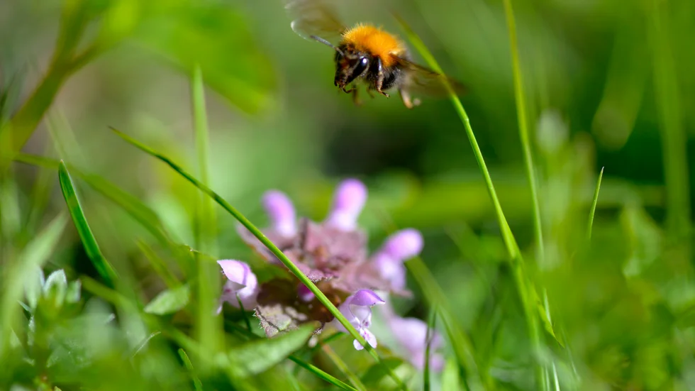 Vänsterpartiet som värnar om pollinerande insekter vill se fler blommande växter i Norrköping.