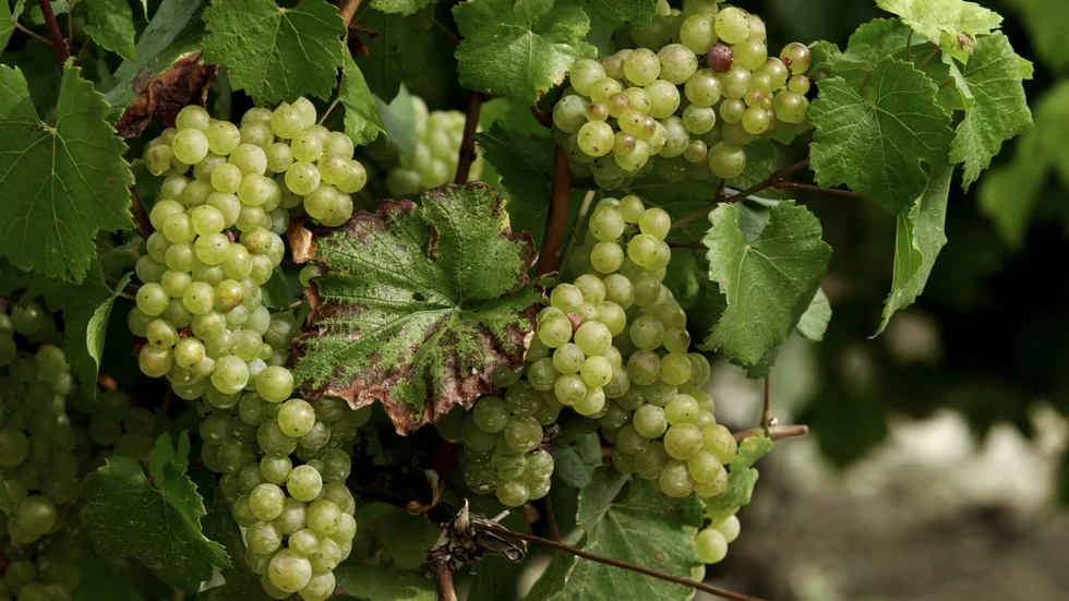 De här Pinot Noir druvorna växer i Champagne i Frankrike. Enligt dagens debattör finns det numera  också svenska viner av hög kvalitet. 