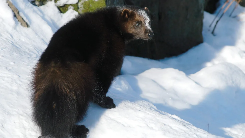 Analyser flera tusen DNA-prover visar att den genetiska variationen i den skandinaviska järvstammen är liten. 