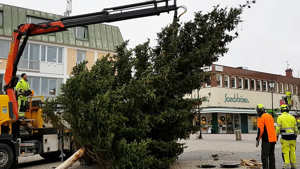 Här är folk från Vimmerby kommun och Vimmerby Energi- och Miljö AB i full färd med att resa årets julgran på torget i Vimmerby.