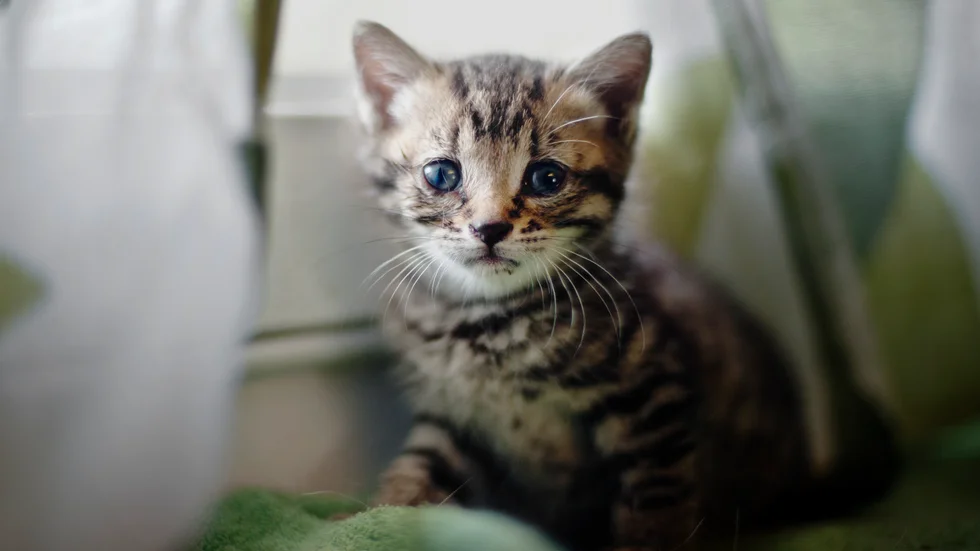 Det är betydligt lättare att få en veterinärtid än en läkartid har insändarskribenten upptäckt. Katten på bilden är inte densamma som nämns i insändaren.