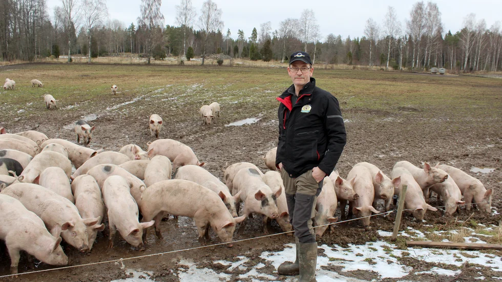 2016 började Håkan Jonsson att själv föda upp smågrisar, tidigare hade han köpt från andra producenter. 
