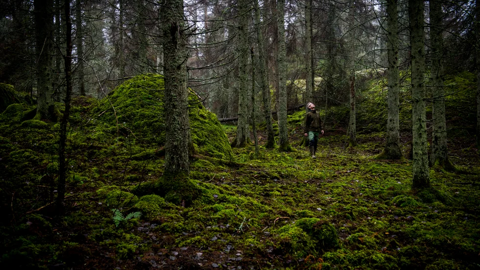 Stora bestånd av gran har blivit angripna vid Nynäs av den lilla insekten. Stephan Gäfvert har följt insekten framfart.