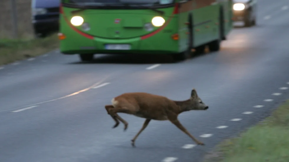 Viltolyckor med två rådjur och ett vildsvin har skett på olika platser kring Enköping.