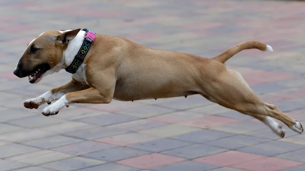 Hunden fick springa lös trots att länsstyrelsen beslutat att den skulle ha munkorg och hållas kopplad. Hunden på bilden har ingenting med artikelns innehåll att göra.