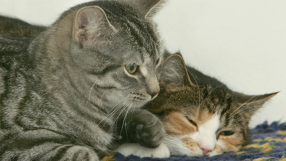 Katter kan framför allt smittas av salmonella från småfåglar, genom att de tar fåglarna eller vistas vid fågelborden där smittan kan finnas i fåglarnas avföring.
