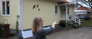 Älg skapar känslor i villaområde