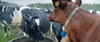 Ett upprop till alla stolta glesbygdsbor
