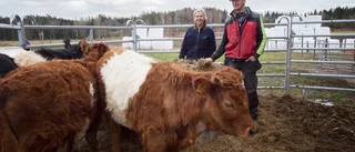 Bortsprungna kvigor kunde lockas hem