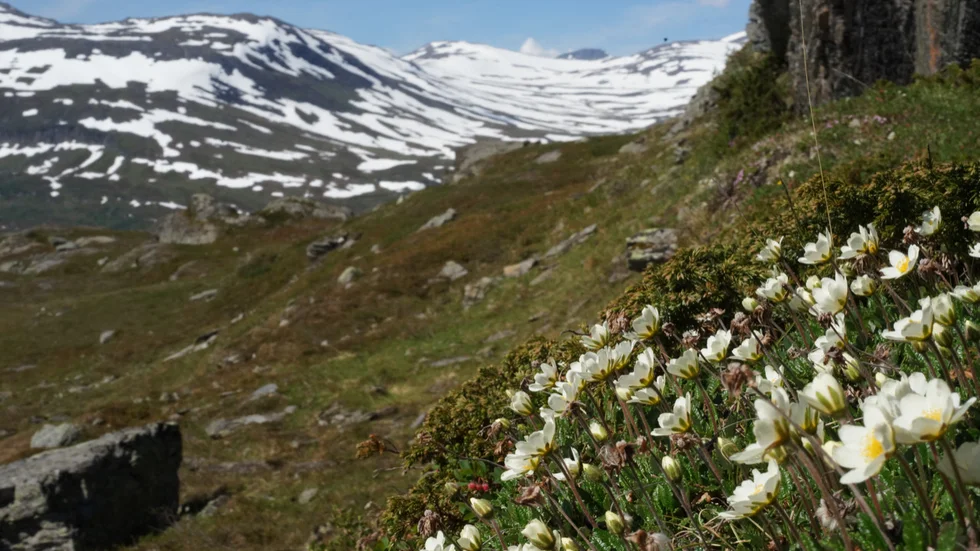 Bilden av fjällsippor på sluttningen finns med i boken "Tio år med floran i Pite lappmark"