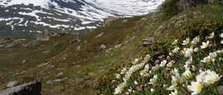 Flora över Pite lappmark och om längtans     