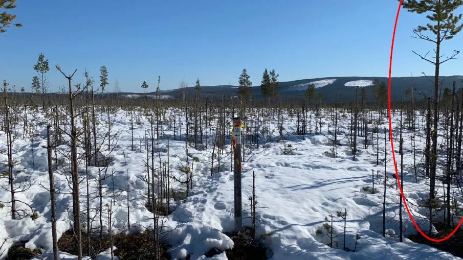 En bild ur den överklagan som Sveaskog skickat in till Naturvårdsverket. Just det här området skulle bestått av 20-årig tallskog som skulle varit 4,5 meter hög. Inringad tall är referensträd.