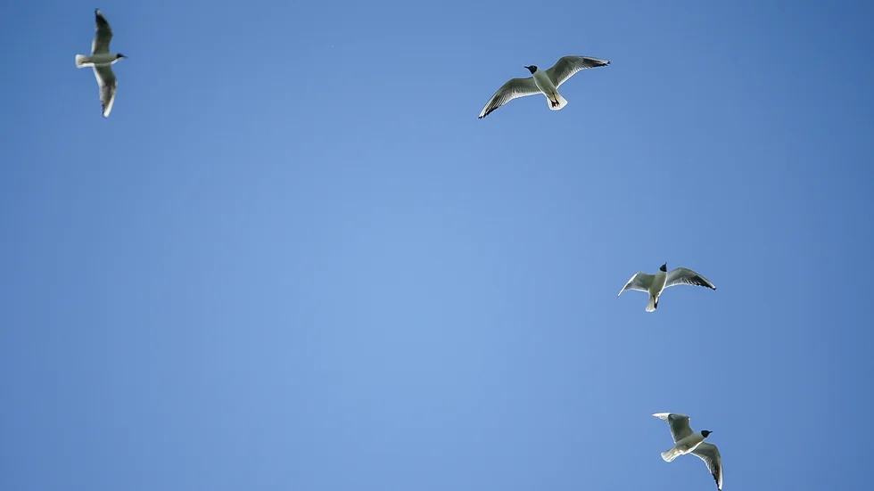 Mark- och miljööverdomstolen säger nej till att pröva ärendet om avsteg från artskyddsförordningen i Ringiusviken. (arkivbild)