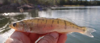 Storskaligt fiske utarmar Östersjön