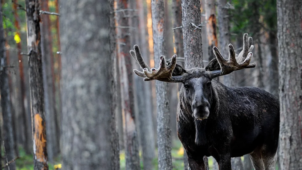 Årets älgjakt är avslutad. Länsstyrelsen saknar ännu rapporter på hur många älgar som har fällts från närmare 200 jaktlag. (Arkivbild)