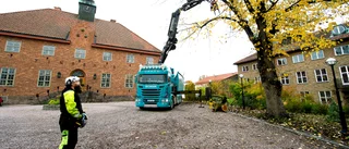 140-år gamla almar sågas ner vid Tingshuset