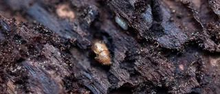 Statlig skadegörare hotar skogen
