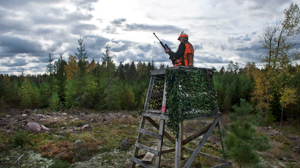 I norra länsdelen kan fler älgkalvar skjutas i år. Man vill skjuta av mindre och svaga kalvar. De är ett resultat av två års torka.