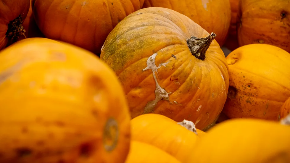 Halloween infaller alltid den 31 oktober, det vill säga på torsdagen under höstlovet. När du firar det? Det bestämmer du själv!
