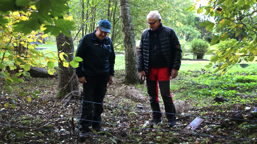 Elstaket är det enda som biter på svinen, menar Lars-Göran Gustavsson som kollar in Bengt Karlssons inhägnad.